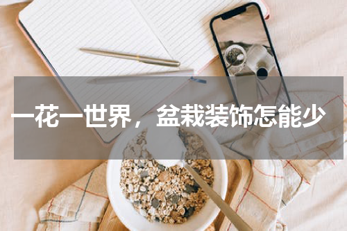  一花一世界，盆栽装饰怎能少