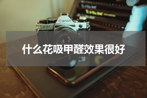 什么花吸甲醛效果很好